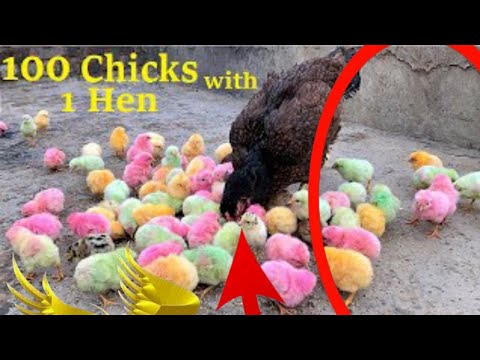 100 Colorful Chicks With One Aseel Hen - Hen Hatched 100 Eggs to Colored chicks hd video