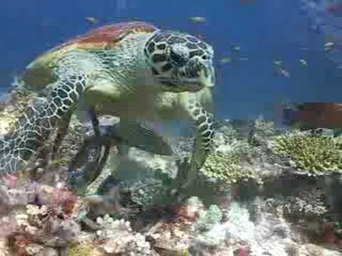 Diving Maldives - whale shark, manta ray, turtle, barracuda, coral reef, scuba