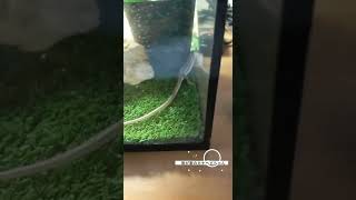 【我が家のカナヘビ】#1  #shorts