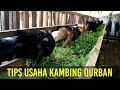 Tips Sukses Usaha Kambing Qurban Peternakan Kambing Barokah Farm Kediri