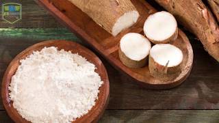 Cassava Flour Manufacturer US-based