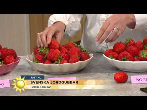 Mästerkocken guidar rätt bland alla jordgubbssorter  - Nyhetsmorgon (TV4)