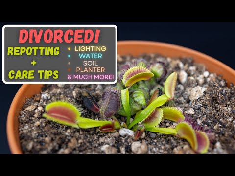 Repotting a Venus Flytrap & Cephalotus + Beginner Care Tips - The Break Up Is Finally Happening!