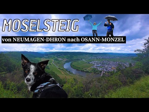Wandern auf dem Moselsteig mit Hund und Camper | Etappe 9 | Neumagen Dhron - Osann Monzel