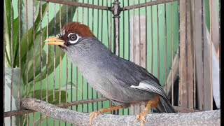 Download lagu Pancingan suara STANDART Poksay Mandarin agar ikut GACOR mp3