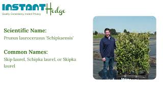 Skip Laurel ( Prunus laurocerasus 'Schipkaensis') Hedges | InstantHedge