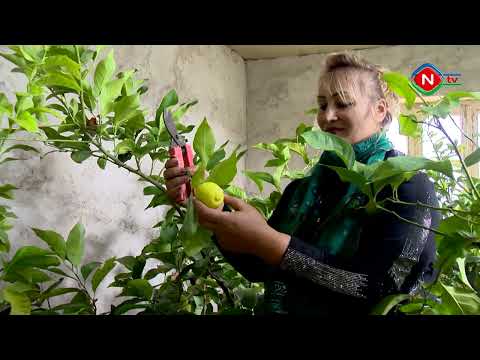 Ailə təsərüffatları - 23.02.2022