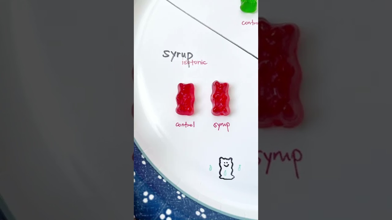 An easy experiment with gummy bears teaching OSMOSIS - the movement of water 💦