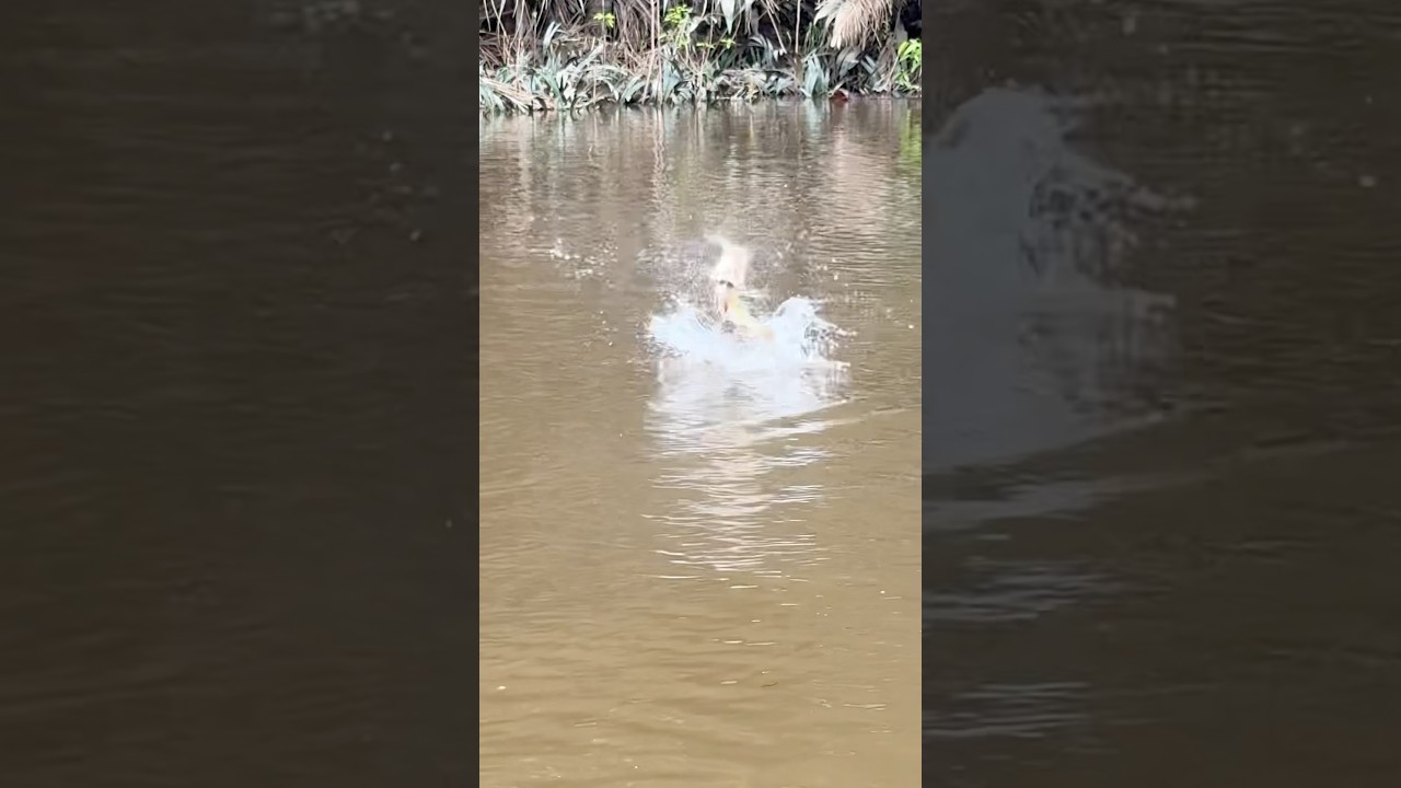 Pescaria de tucunaré no Fly com @ianarthur7 na @jauaperisportfishing em Roraima.