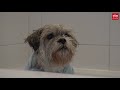 Sammy mag weer naar de trimmer