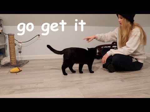 i tried teaching my cat to fetch