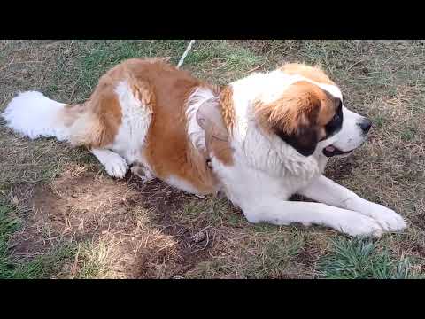 Argentina-Río Negro. Colonia Suiza. San Carlos de Bariloche. Perro cachorro San Bernardo.