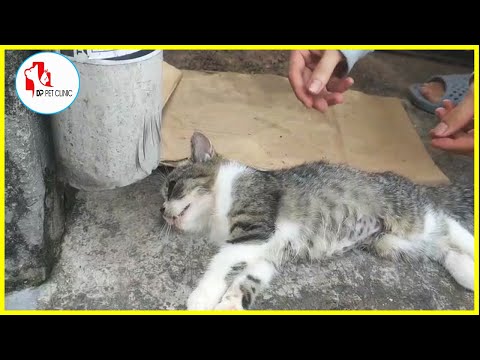 Rescue dying kitten on street in emergency situation | Dp Pet Clinic