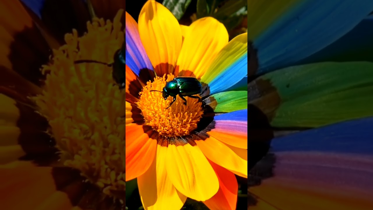 Iridescent Beetle on a Rainbow Flower 🌈 | Samsung Phone Portrait Photography Tutorial #samsung