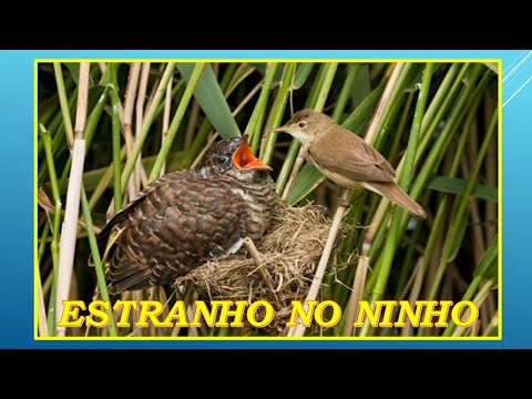 Estranho no Ninho video