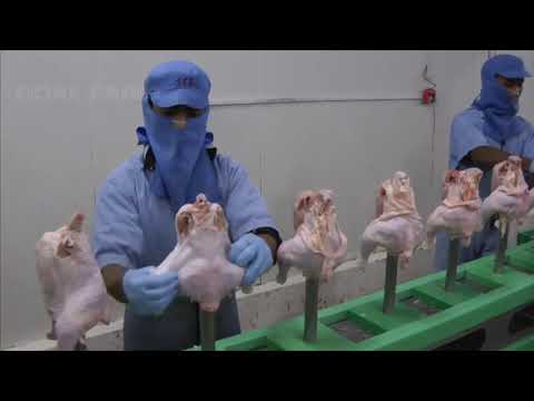 Awesome Agriculture Technology: Pomegranate Cultivation - Pomegranate Farm and Harvest