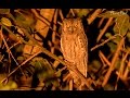 Oriental Scops Owl
