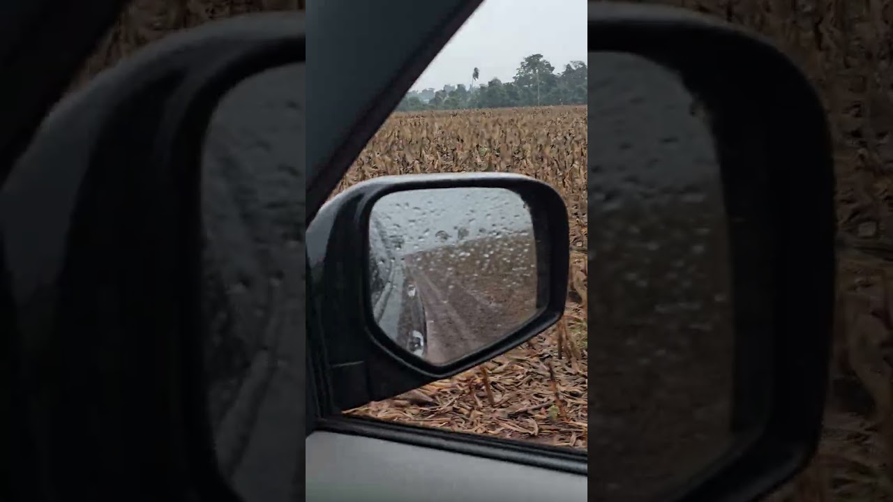 Atenção a emergência de plantas daninhas!