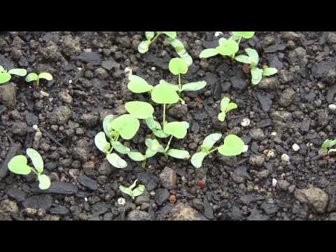 本物の獣医レンゲ 植物