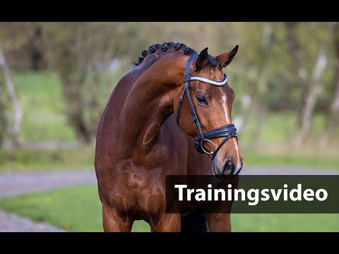 H24 Special-Auction Helgstrand Dressage Summer Opening Trainingsvideo  - Nr. 13 Zelladine Nobel