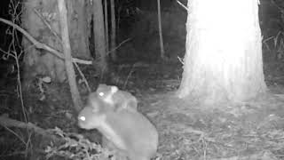 Wild Koala Mother and Joey