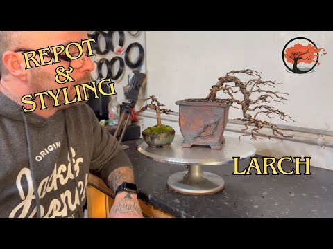 Mastering Larch Bonsai: Ultimate Styling and Repotting