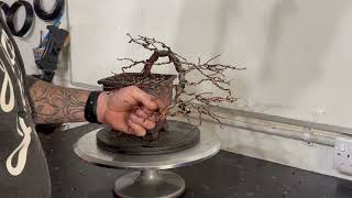 Cascade Larch Bonsai: Styling and Repotting