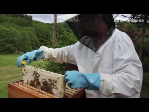 Hobby beekeeper gives insights into bee colonies