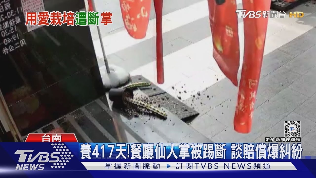 心疼!餐廳培養一年半「仙人掌」被踢斷 談賠償爆糾紛