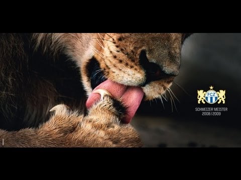 FCZ Schweizermeister 2006 (Der Albtraum)