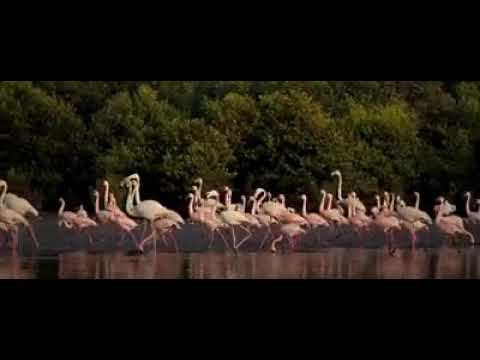 National Anthem dedicated to Natural World of India