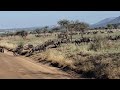 Wildebeest Run Wilde