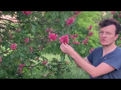 Die PRACHT der Rosskastanie