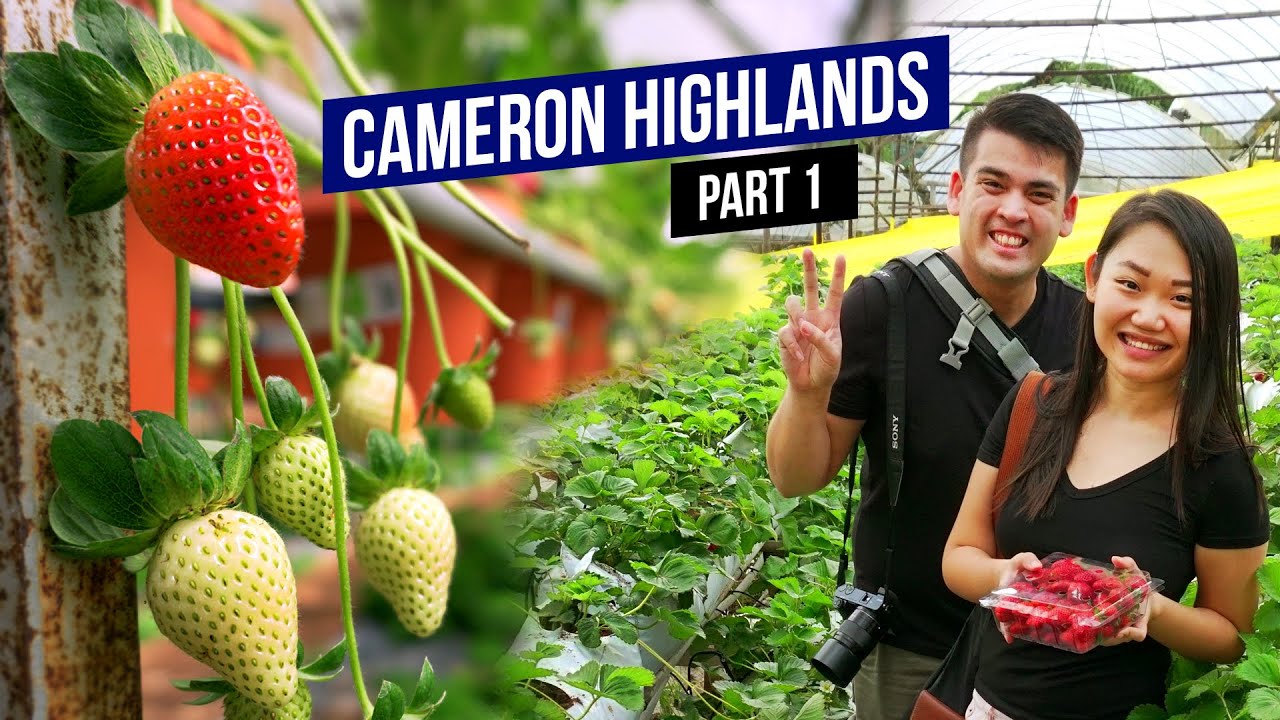 Things to do in CAMERON HIGHLANDS, Malaysia (Part 1) |  3 Days 2 Nights Travel Guide