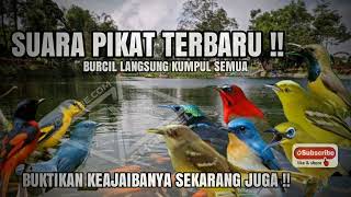 Download lagu SUARA PIKAT BURUNG KECIL TERBARU 2022 [ suara jernih dan ampuh untuk semua burung ] wajib di coba !! mp3