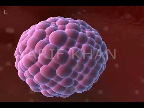 Blástula: desenvolvimento embrionário: ectoderma, mesoderma e endoderma