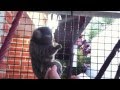 Playing with naughty Marmosets (Callithrix jacchus)
