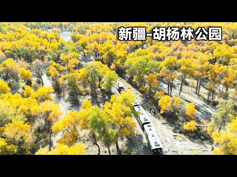 新疆胡杨林赏秋之旅! 轮台的塔里木胡杨林公园，面积太大了美不胜收！【行走世界的北京老刘】