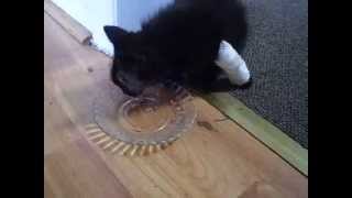 preview picture of video 'Our Injured Kitty 'Stardust' needs your help -- 7-9-13'