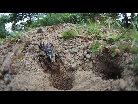 クロアナバチの穴掘り