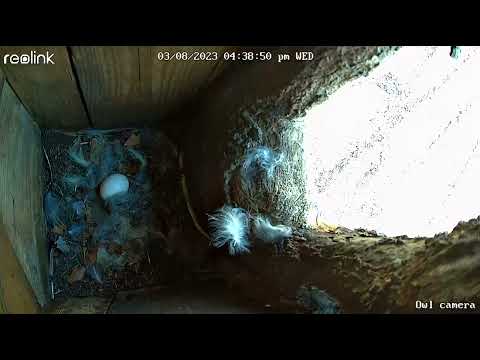 Barred owl nesting box 3/8/23 owl hooting and an egg!