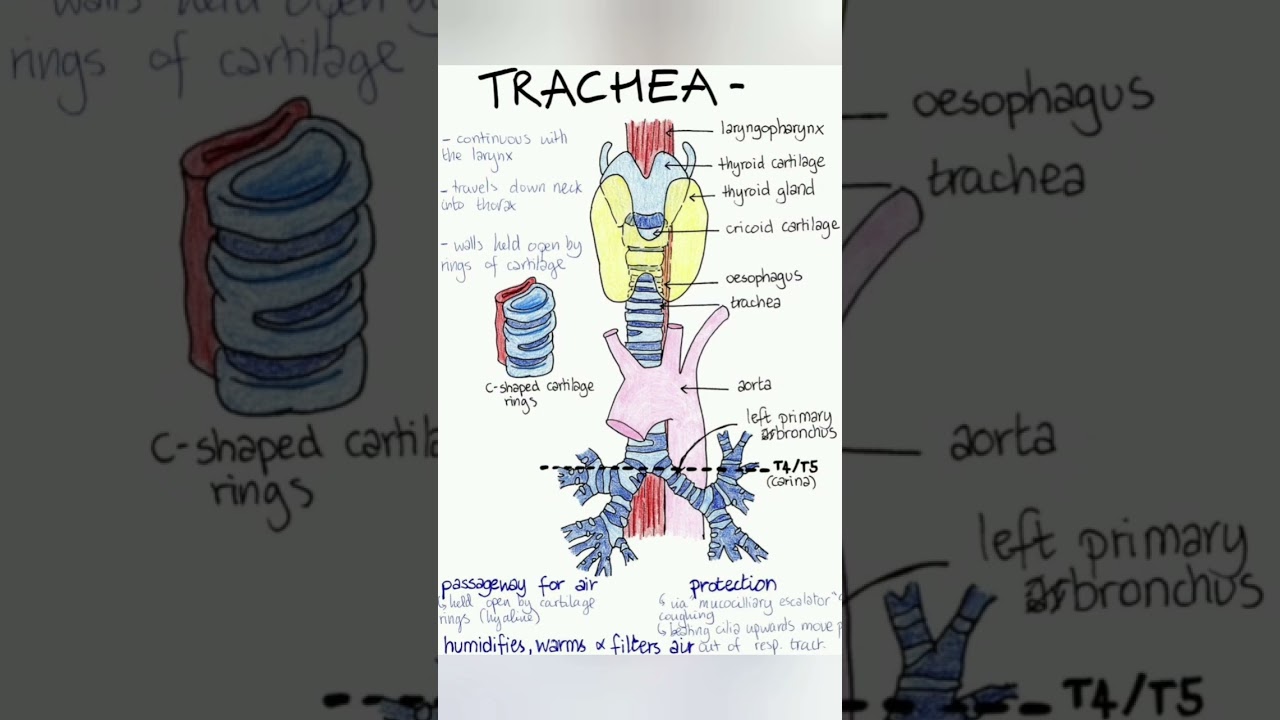 Trachea anatomy and PHYSIOLOGY