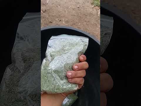 https://youtube.com/shorts/lIm4ttGwMvE?si=8pTS1P2k0LDq8I5x