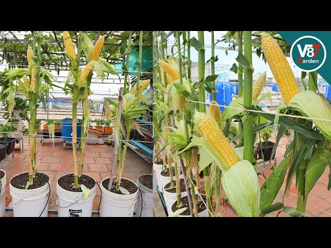 How to grow sweet corn in container from seed to harvest