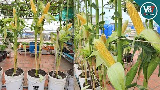 How to grow sweet corn in container from seed to harvest