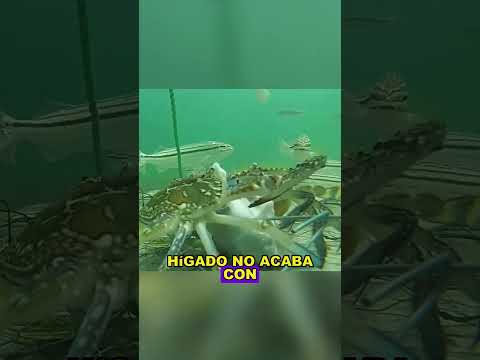 The Genius Trick that Lures Fish like crazy #fyp #fishing #funny #fish