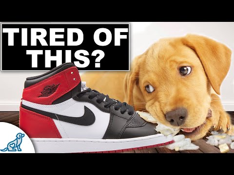 The Nipping, Biting And Chewing Puppy Training Plan