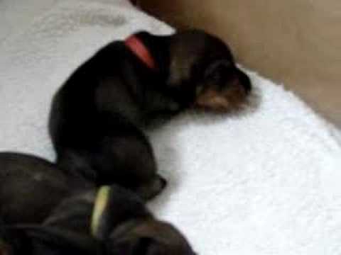 Arma and Teddy's puppies