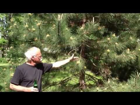 Crazy Pine Tree Pollen!