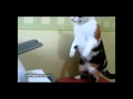 Gato Vs Impressora